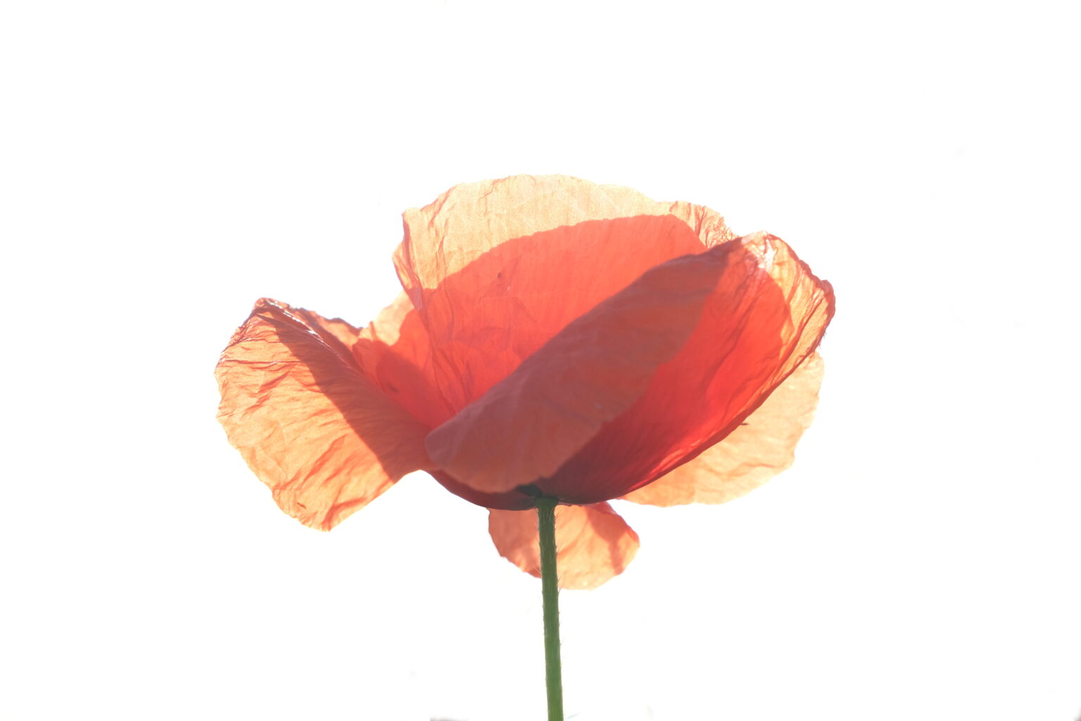 Coquelicot High Key