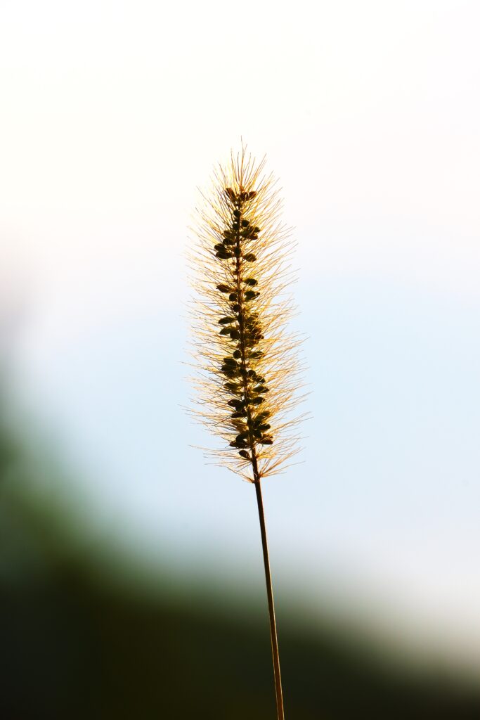 Setaria parviflora