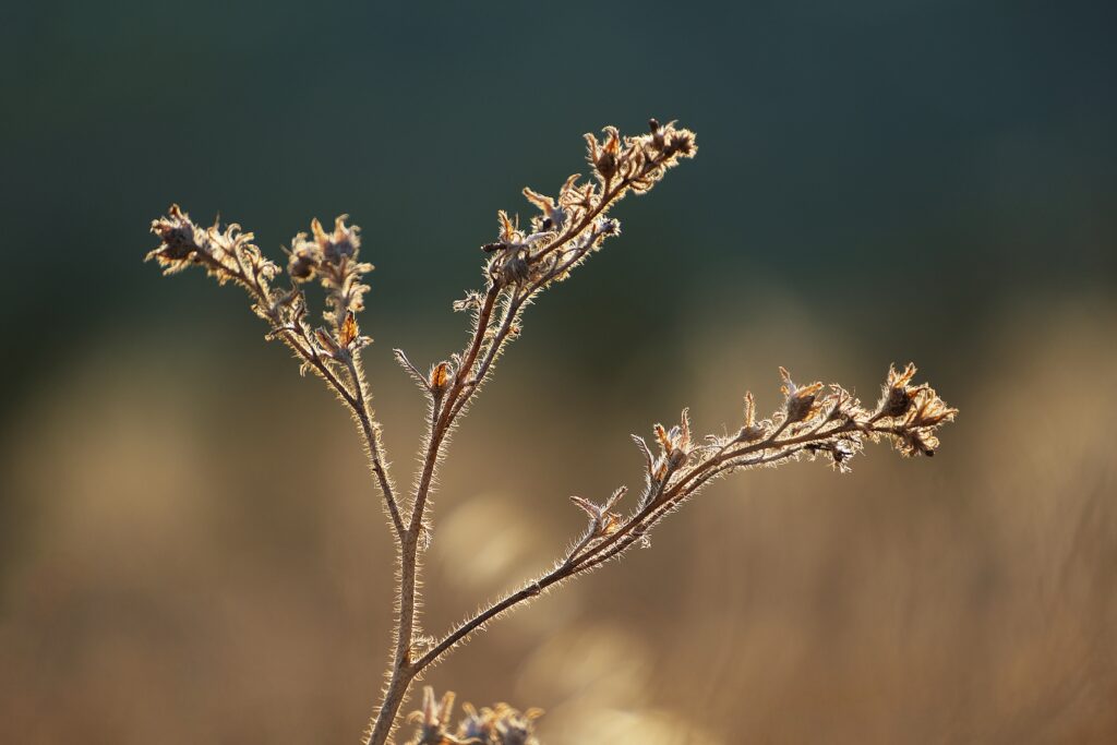 Fleur des champs