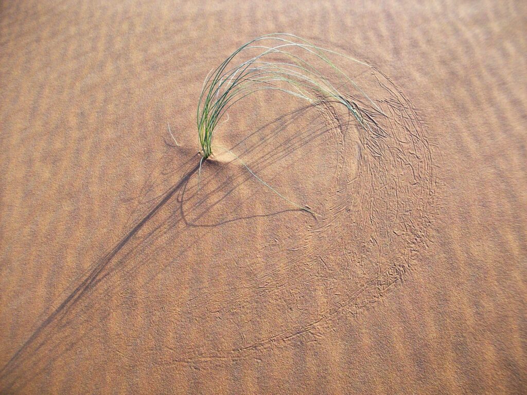 Herbe de Drinn (Spitagrostis pungens), Erg Chebbi - Maroc