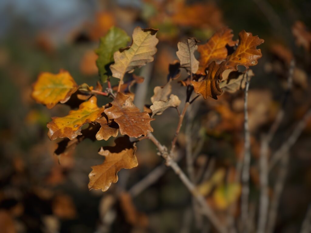 Feuille de chêne