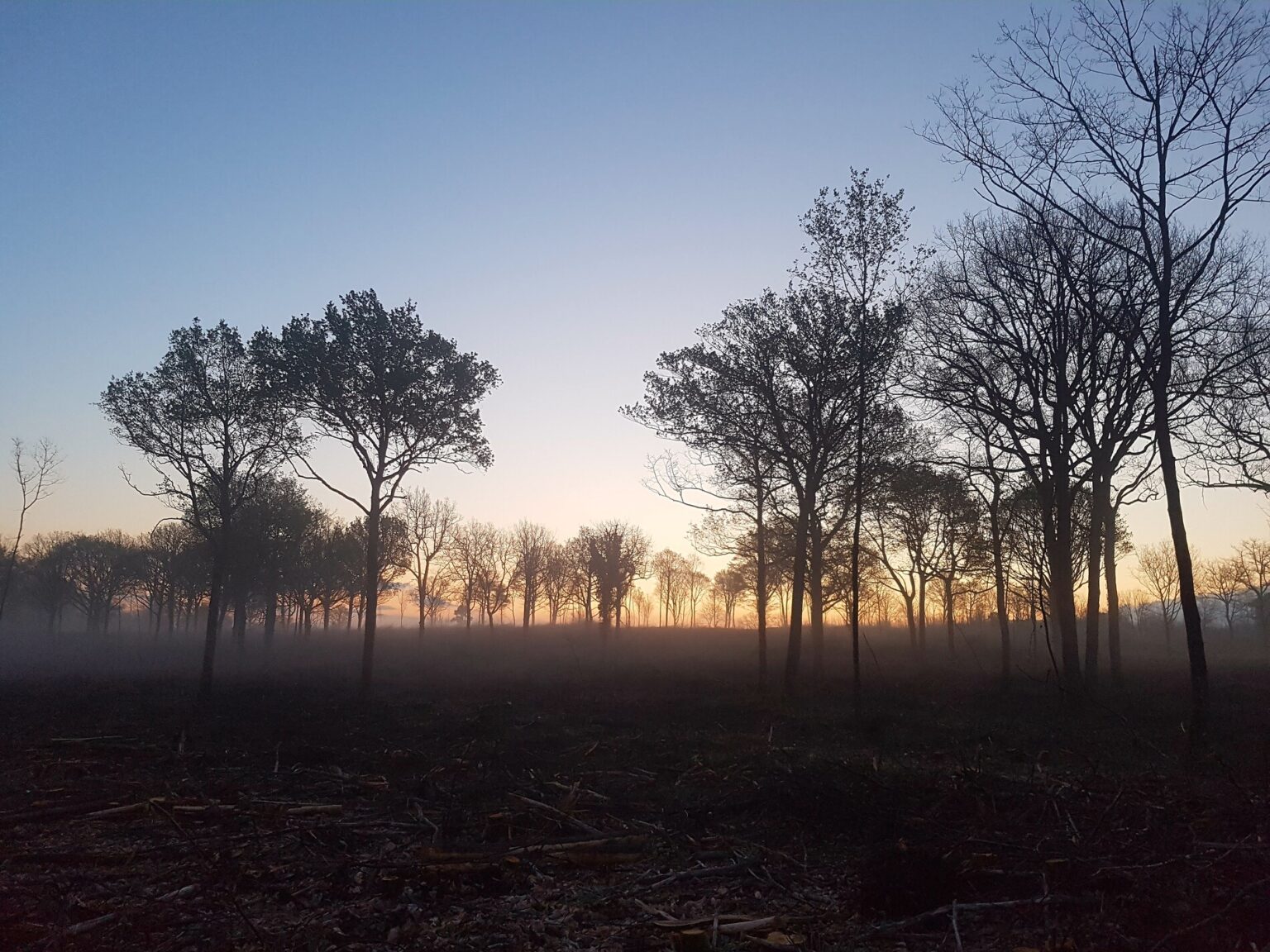 Forêt de La Douze (24) au levant