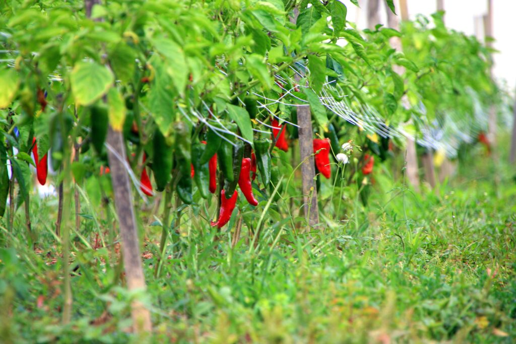 Piments d'Espelette